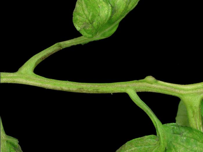 Tomate - Virus de la mosaïque du pépino (PepMV)