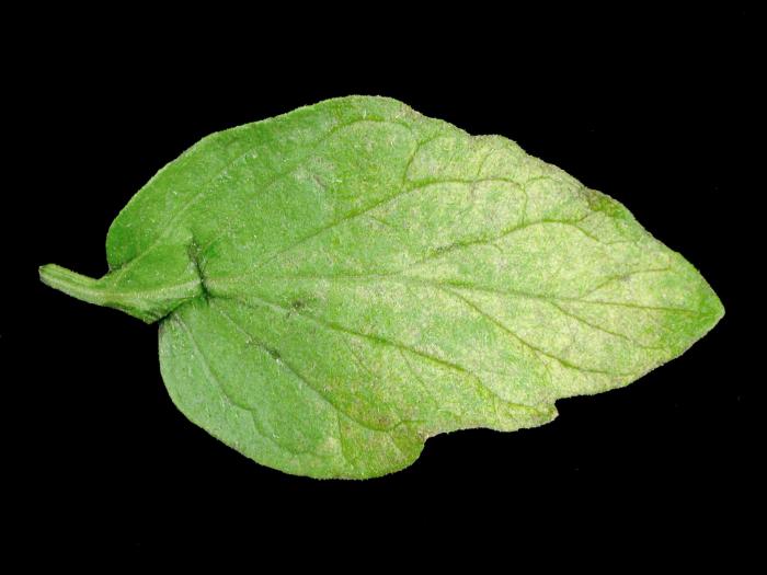 Tomate - Virus de la mosaïque du pépino (PepMV)