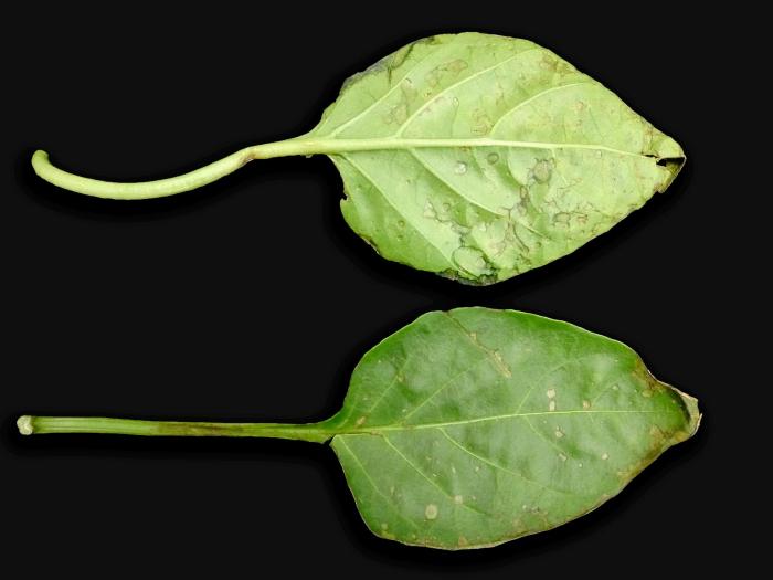 Poivron - Chancre bactérien (Clavibacter michiganensis subsp. michiganensis)