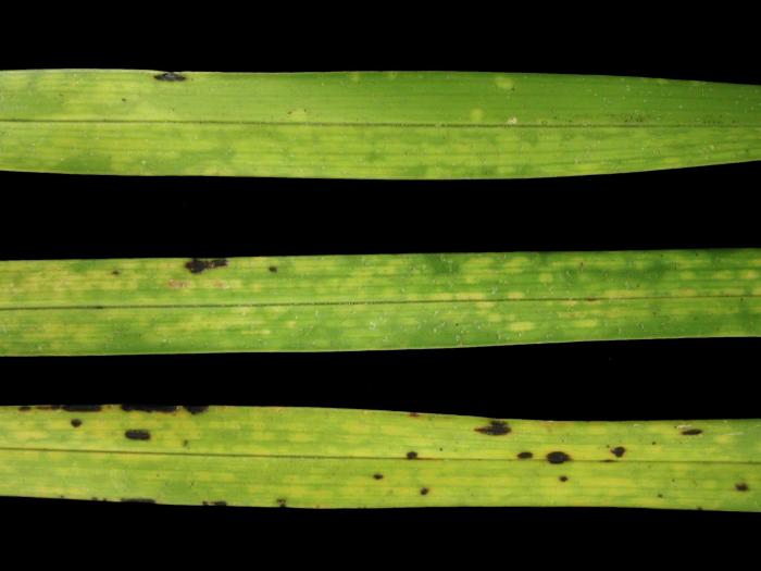 Orchidées - Virus de la mosaïque du cymbidium (CyMV)