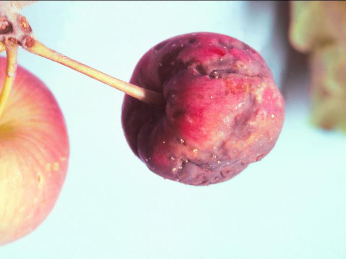 Pomme - Brûlure bactérienne (Erwinia amylovora)