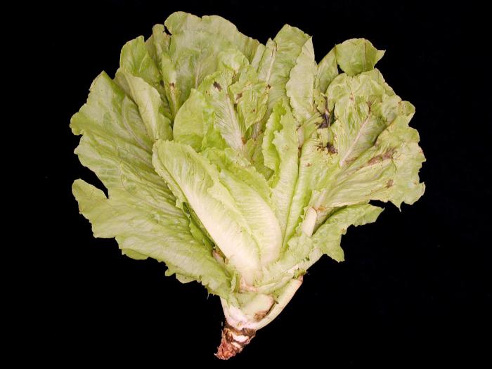 Laitues - Tache bactérienne (Pseudomonas cichorii)