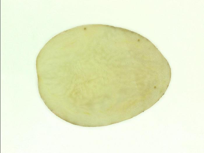 Pomme de terre - Nématode cécidogène du nord (Meloidogyne hapla)