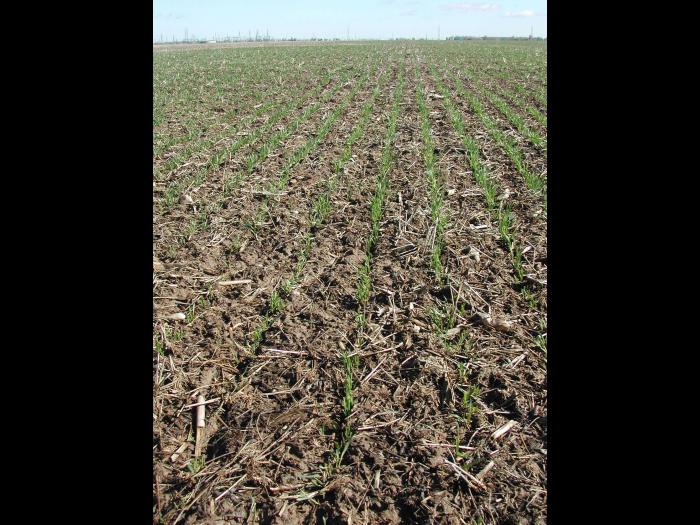 Blé - Lit de semence inadéquat_1