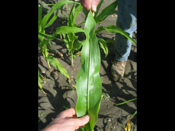 Maïs grain et fourrager - Grêle