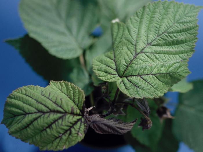 Framboise - Brûlure bactérienne (Erwinia amylovora)