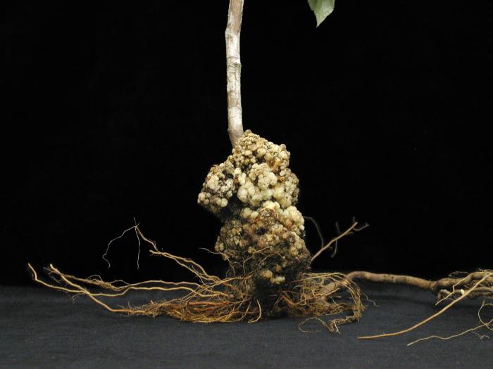 Framboise - Tumeur du collet (Agrobacterium tumefaciens)