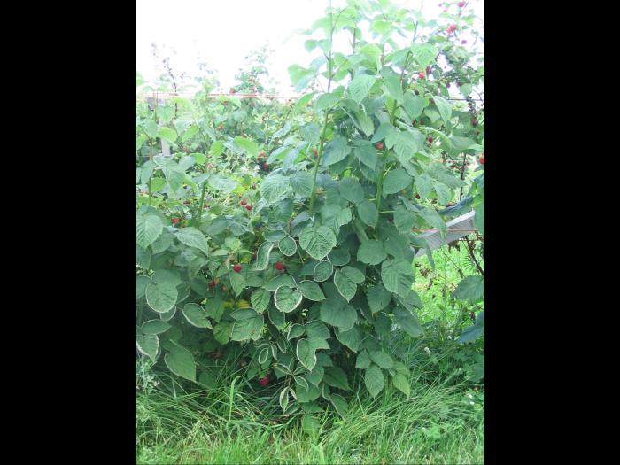 Framboise - clopyralide (4)_3