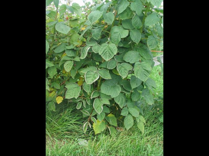 Framboise - clopyralide (4)_8