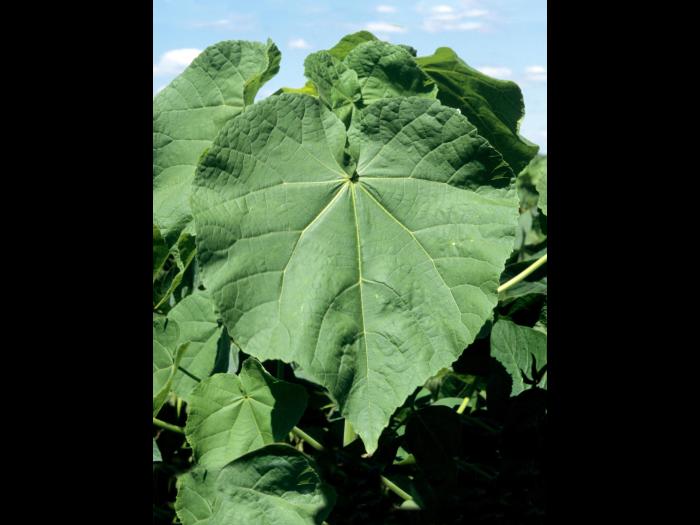 Abutilon à pétales jaunes(Abutilon theophrasti)_3