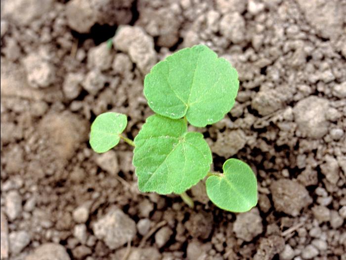 Abutilon à pétales jaunes(Abutilon theophrasti)_7