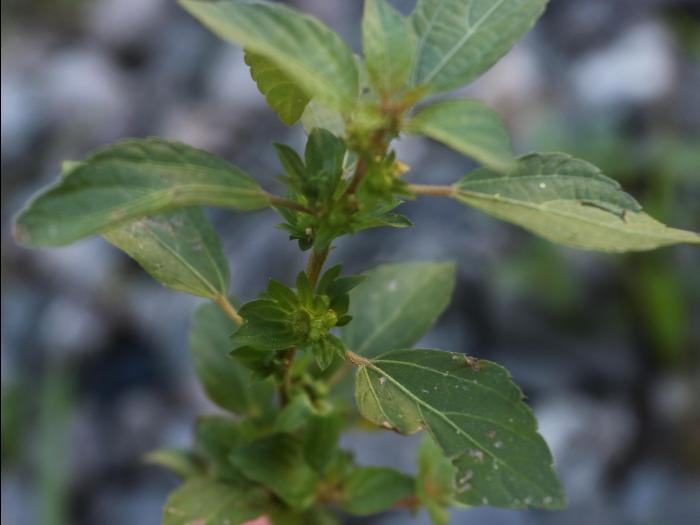 Ricinelle rhomboide (Acalypha rhomboidea)_23