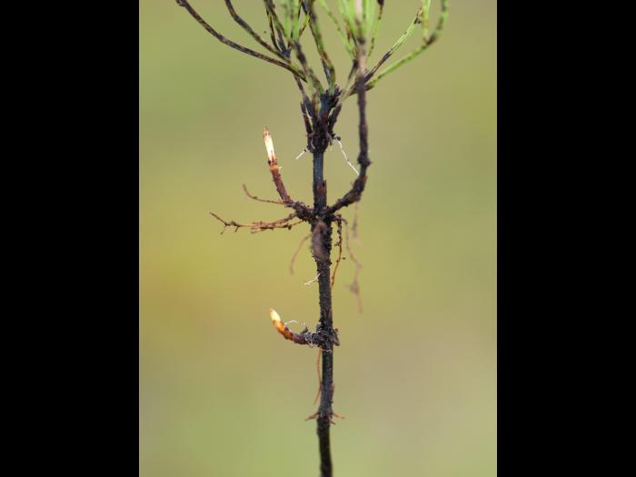 Prêle champs (Equisetum arvense)_11
