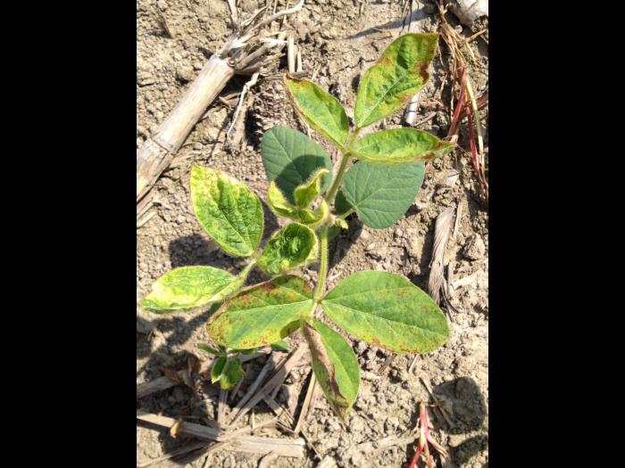 Soya - mésotrione (27)_1