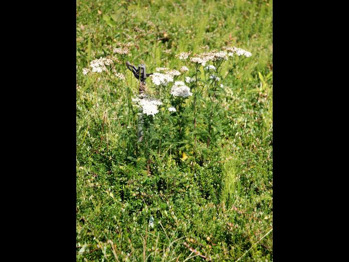 Achillée millefeuille(Achillea millefolium)_8
