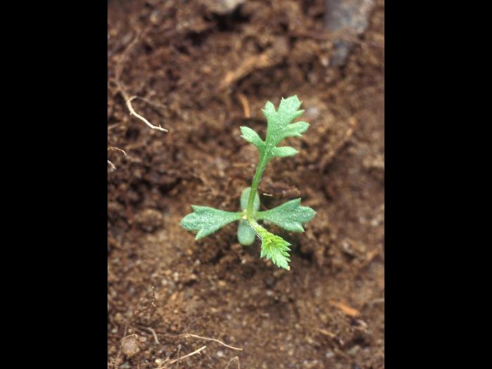Achillée millefeuille(Achillea millefolium)_13