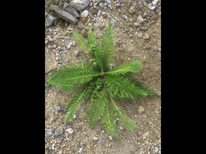 Achillée millefeuille(Achillea millefolium)_14