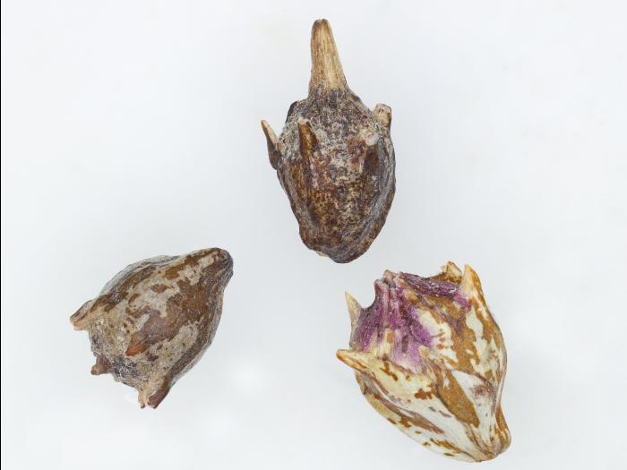 Petite herbe à poux (Ambrosia artemisiifolia)_30