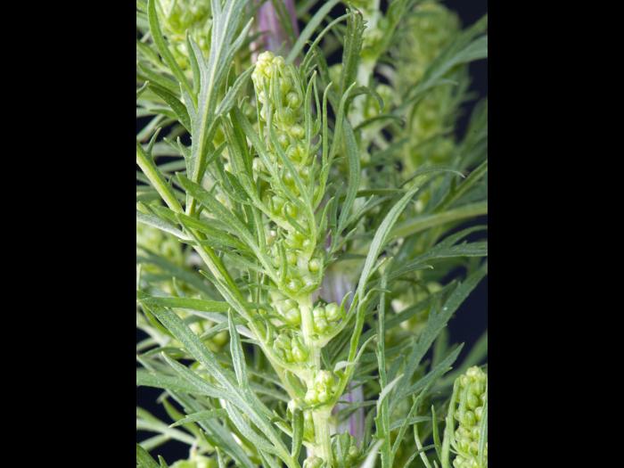 Armoise bisannuelle(Artemisia biennis)_2