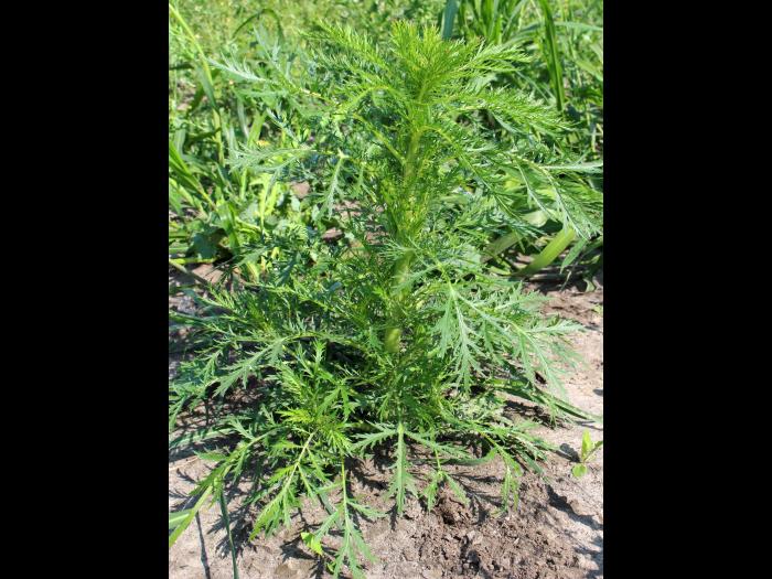 Armoise bisannuelle(Artemisia biennis)_6
