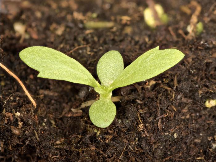 Armoise bisannuelle(Artemisia biennis)_14
