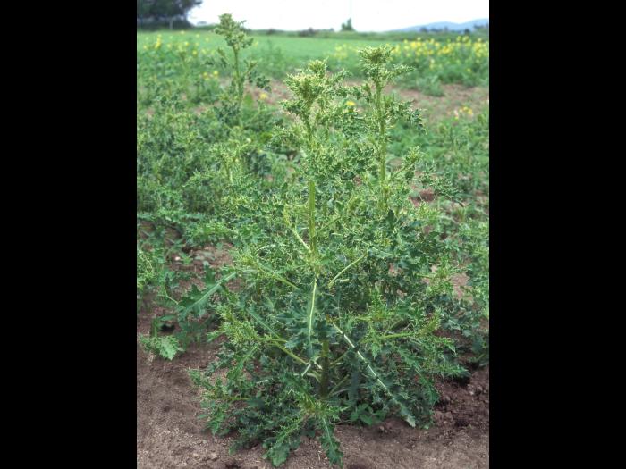 Chardon champs(Cirsium arvense)_7
