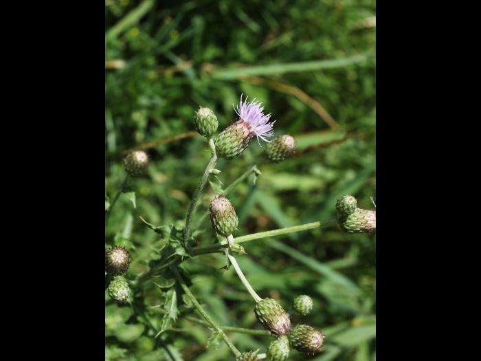 Chardon champs(Cirsium arvense)_20