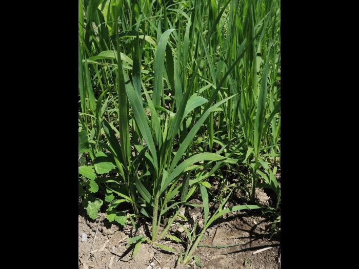 Sétaire géante (Setaria faber)_13