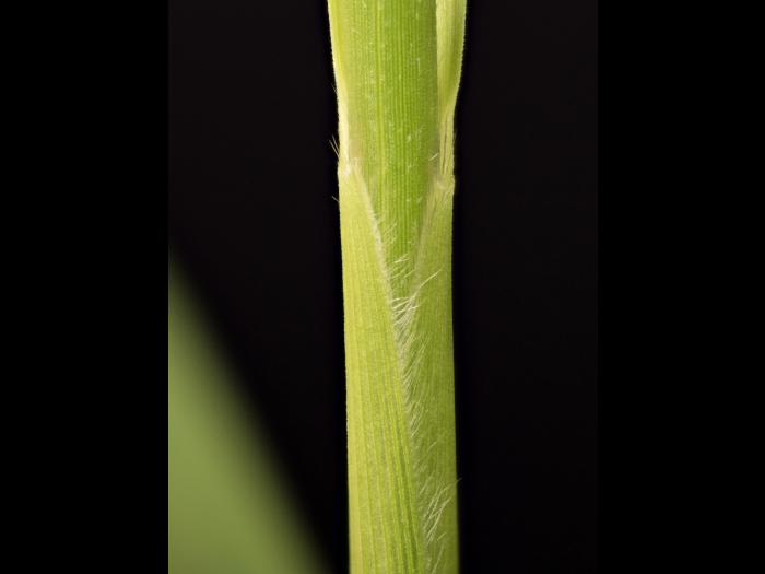 Sétaire géante (Setaria faber)_14