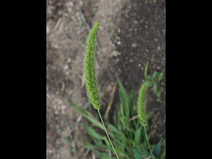 Sétaire géante (Setaria faber)_18