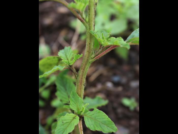 Amarante à racine rouge(Amaranthus retroflexus)_17