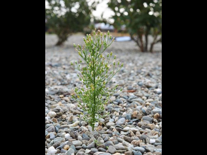 Vergerette du Canada(Erigeron canadensis)_19