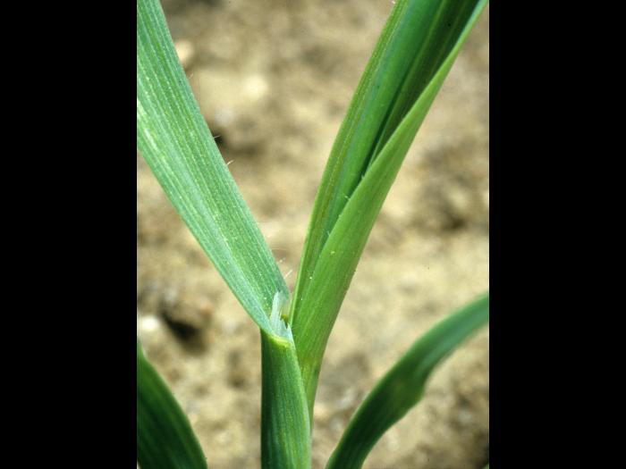 Folle avoine (Avena fatua)_2