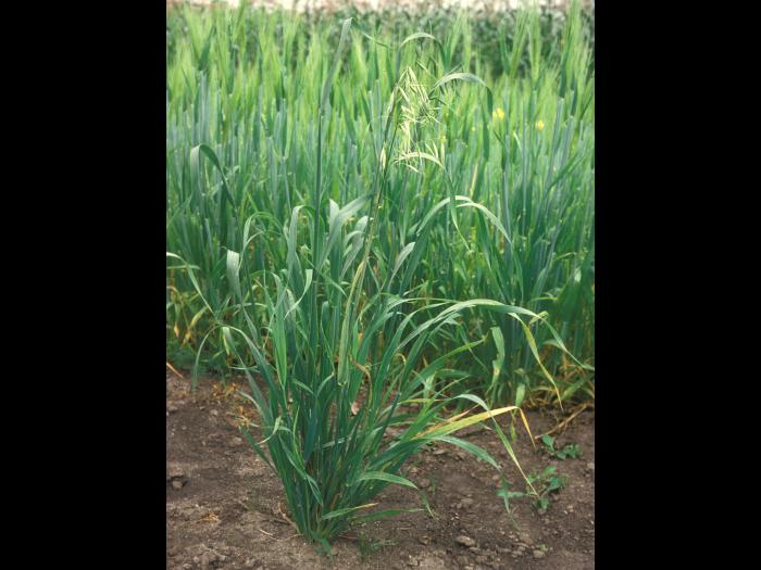 Folle avoine (Avena fatua)_9