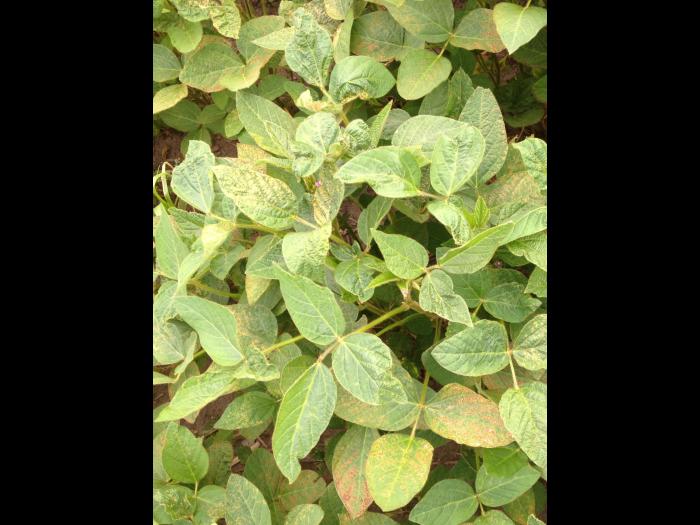 Soya - fomésafène (14)_8