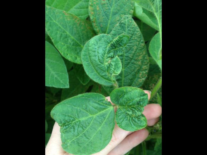 Soya - fomésafène (14)_10