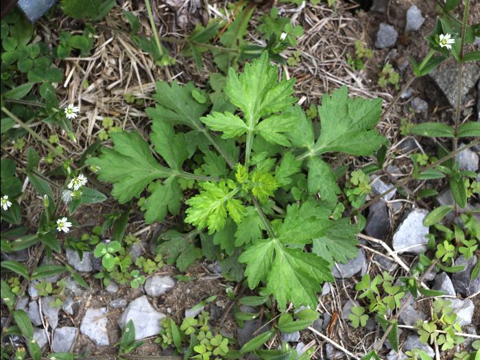 Armoise vulgaire(Artemisia vulgaris)_16