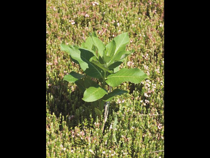Asclépiade commune (Asclepias syriaca)_9