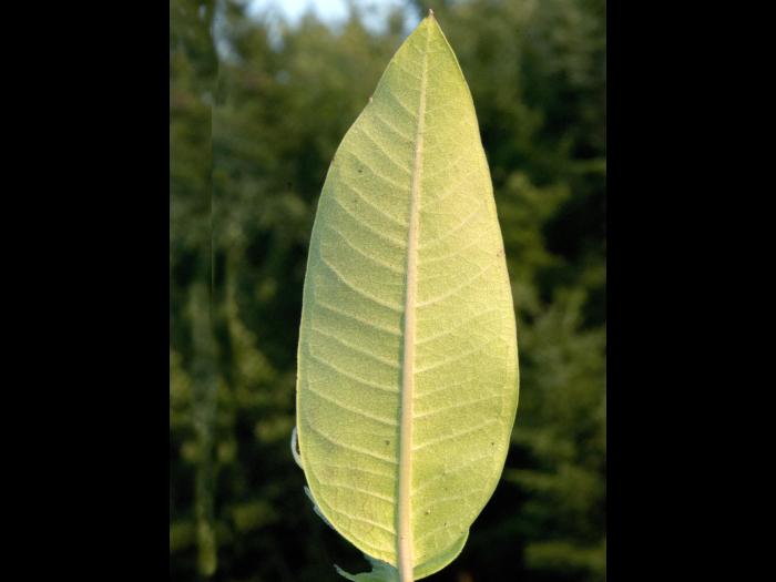 Asclépiade commune (Asclepias syriaca)_12