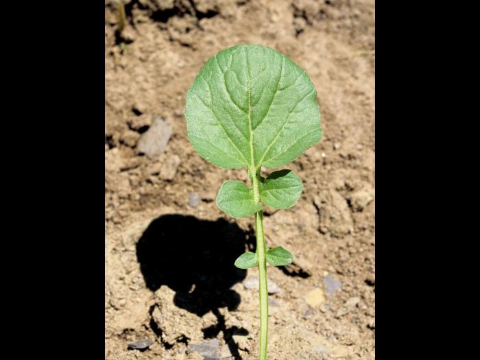 Barbarée vulgaire(Barbarea vulgaris)_3