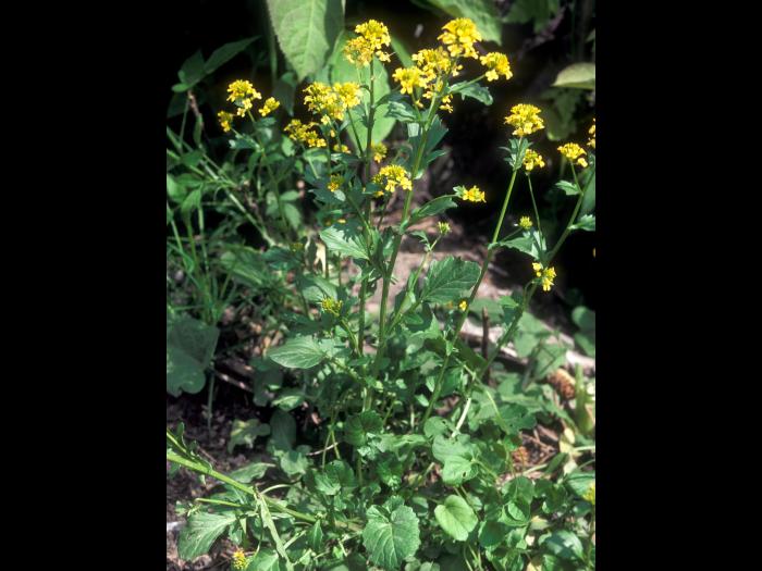 Barbarée vulgaire(Barbarea vulgaris)_7