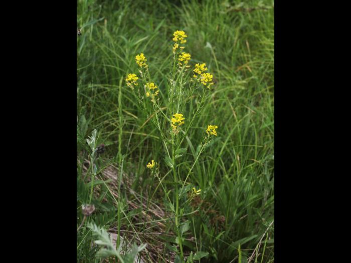 Barbarée vulgaire(Barbarea vulgaris)_17