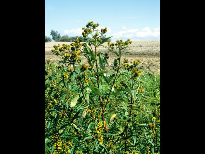 Bident penché(Bidens cernua)_4