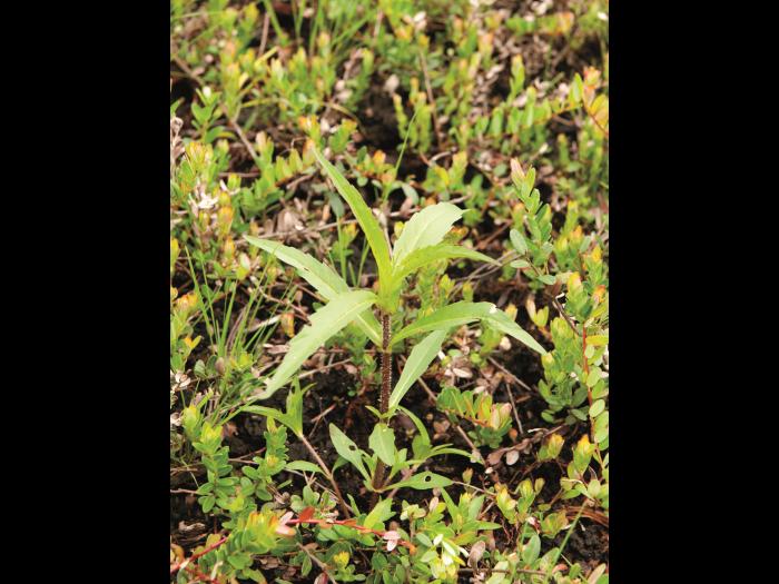 Bident penché(Bidens cernua)_7