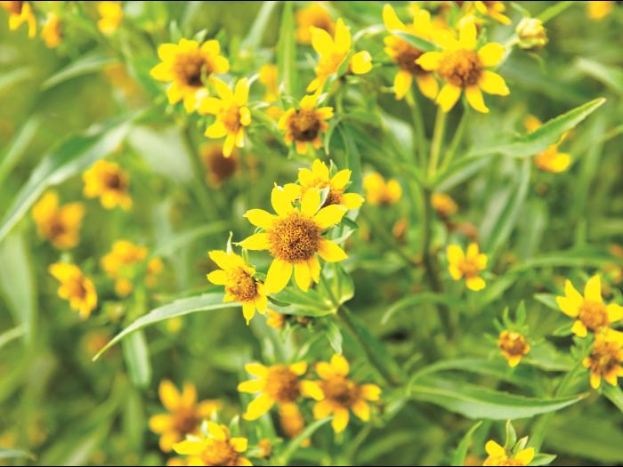 Bident penché(Bidens cernua)_9