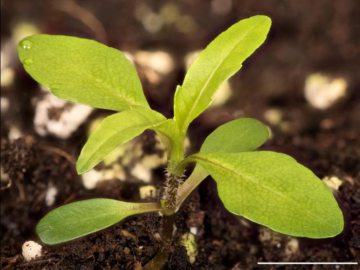Bident penché(Bidens cernua)_17