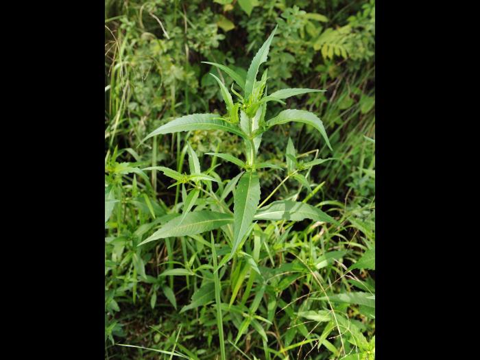 Bident penché(Bidens cernua)_18