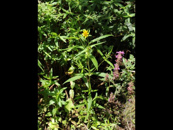 Bident penché(Bidens cernua)_20