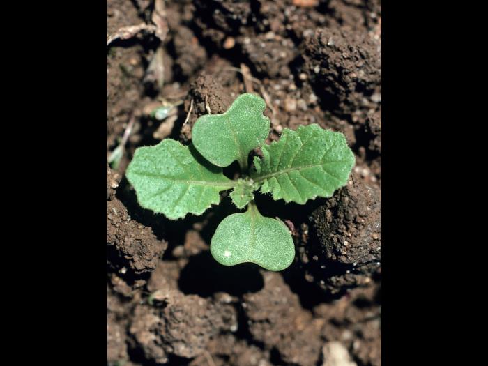 Moutarde oiseaux (Brassica rapa)_1