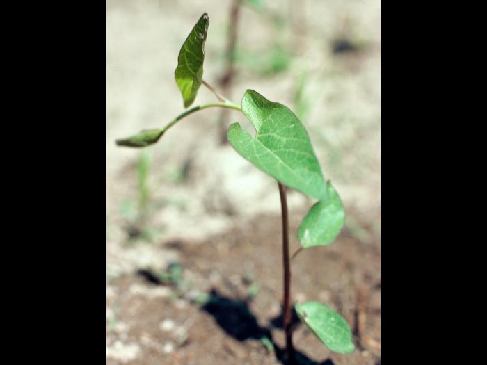 Liseron haies (Calystegia sepium)_3